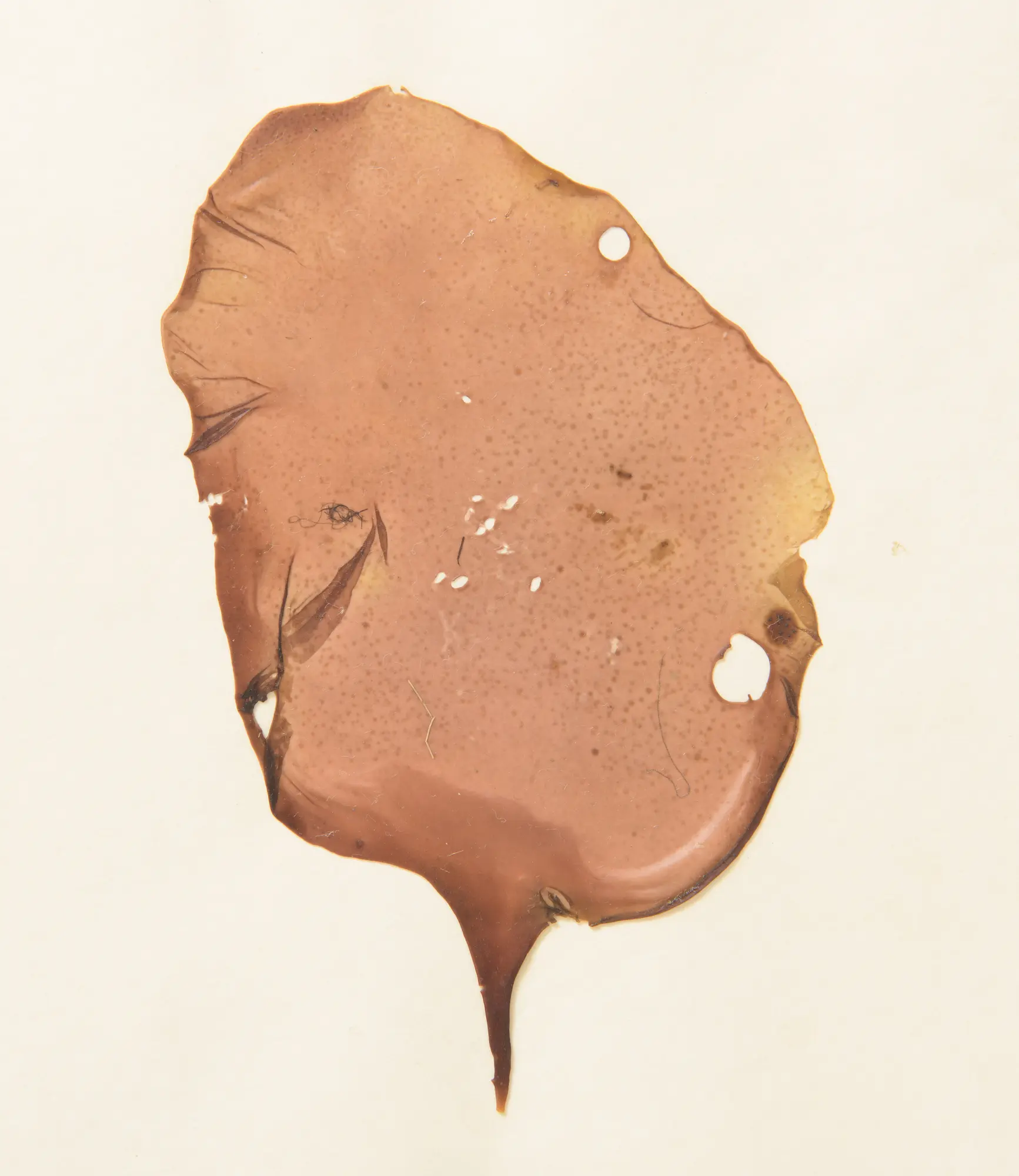 2 grilla
